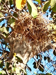 Auriparus flaviceps