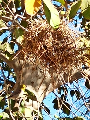 Auriparus flaviceps