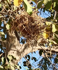 Auriparus flaviceps