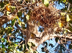 Auriparus flaviceps
