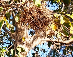 Auriparus flaviceps