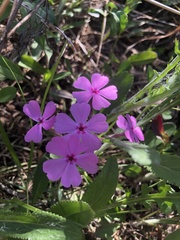 Phlox nivalis
