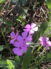Phlox nivalis