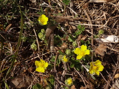 Potentilla pusilla