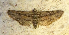 Eupithecia longidens