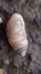 Chondrula tricuspidata