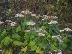 Podachaenium eminens