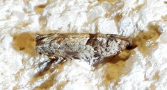 Pseudexentera knudsoni