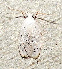 Durrantia piperatella