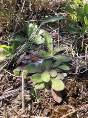 Arabis pycnocarpa adpressipilis