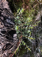 Hypericum radfordiorum