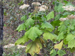 Podachaenium eminens