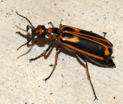 Pyrota insulata