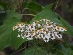 Podachaenium eminens