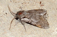 Acronicta tota