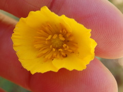 Ranunculus bupleuroides