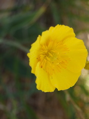 Ranunculus bupleuroides