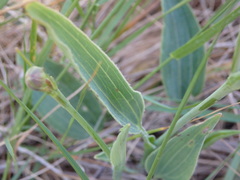 Ranunculus bupleuroides