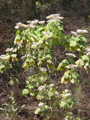 Podachaenium eminens