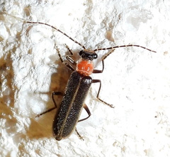 Podabrus quadratus