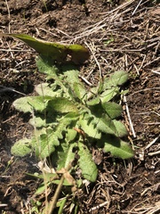 Arabis pycnocarpa adpressipilis