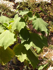 Podachaenium eminens