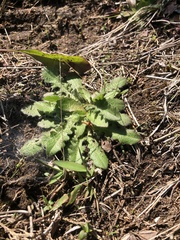 Arabis pycnocarpa adpressipilis