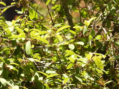 Ilex brandegeeana
