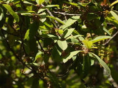 Ilex brandegeeana