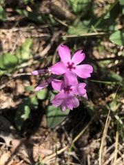 Phlox nivalis