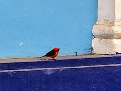 Pyrocephalus rubinus