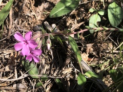 Phlox nivalis