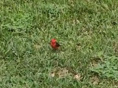 Pyrocephalus rubinus