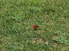 Pyrocephalus rubinus