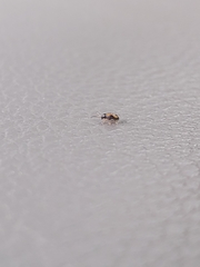 Phyllotreta ochripes