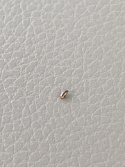 Phyllotreta ochripes