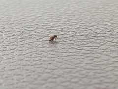 Phyllotreta ochripes