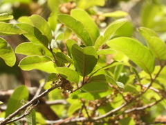 Ilex brandegeeana
