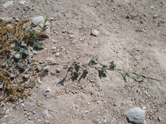 Cucurbita foetidissima