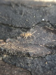 Entomobrya triangularis