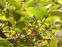 Ilex brandegeeana
