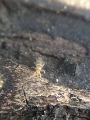 Entomobrya triangularis