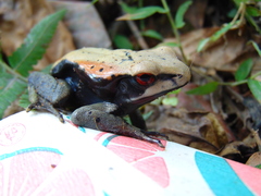 Clinotarsus curtipes