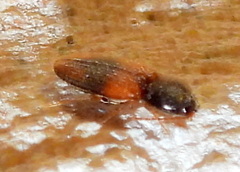 Horistonotus curiatus