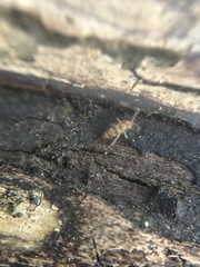Entomobrya triangularis