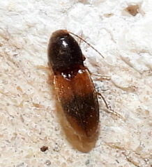 Horistonotus curiatus