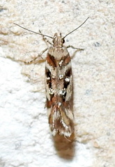 Aristotelia elegantella