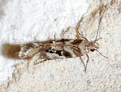Aristotelia elegantella