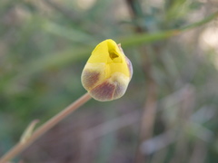 Ranunculus bupleuroides