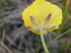 Ranunculus bupleuroides